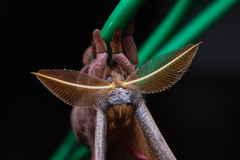 Antheraea polyphemus