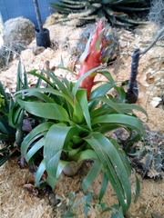 Tillandsia imperialis