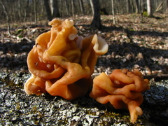 Gyromitra korfii