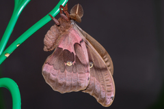 Antheraea polyphemus