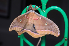Antheraea polyphemus