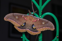 Antheraea polyphemus
