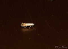 Phyllonorycter lucidicostella