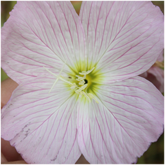 Oenothera speciosa