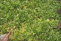 Polytrichadelphus magellanicus