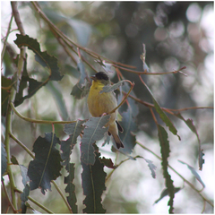 Spinus psaltria