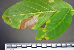 Pseudomicrostroma juglandis