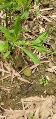 Rorippa indica