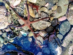 Ophiopsammus maculata