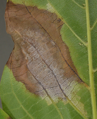Pseudomicrostroma juglandis