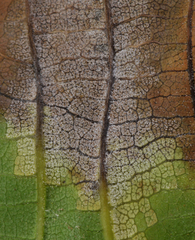 Pseudomicrostroma juglandis