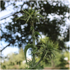 Silybum marianum