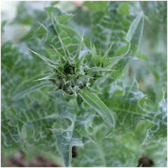 Silybum marianum