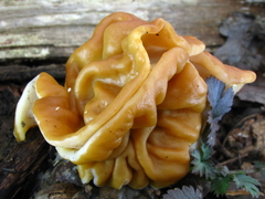 Gyromitra korfii