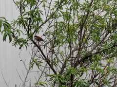 Passer domesticus