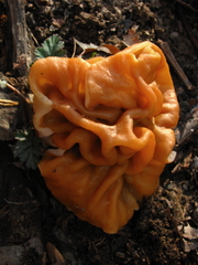Gyromitra korfii