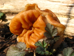 Gyromitra korfii