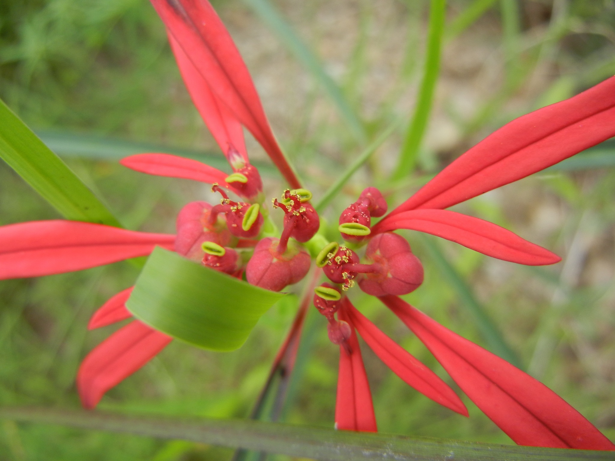 Euphorbia colorata