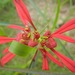 Euphorbia colorata - Photo 由 Mark Fishbein 所上傳的 (c) Mark Fishbein，保留部份權利CC BY-NC