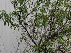 Passer domesticus