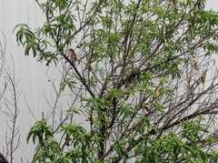 Passer domesticus