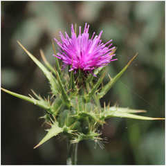 Silybum marianum
