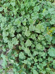 Malva neglecta