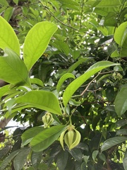 Artabotrys hexapetalus