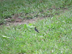 Sporophila morelleti