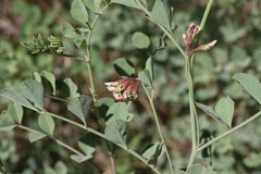 Hosackia crassifolia crassifolia