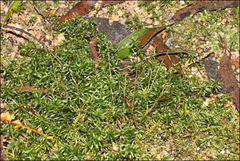 Polytrichadelphus magellanicus