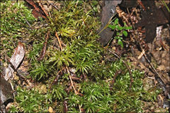 Polytrichadelphus magellanicus