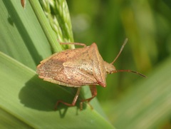 Euschistus ictericus