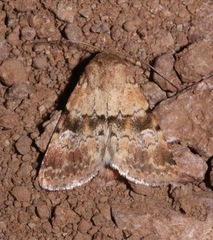 Properigea continens