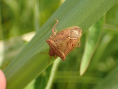 Euschistus ictericus