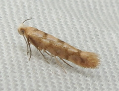 Argyresthia alternatella