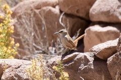 Ochetorhynchus ruficaudus