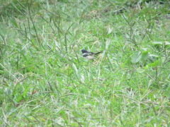 Sporophila morelleti