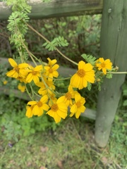 Tagetes zypaquirensis