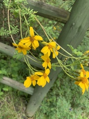 Tagetes zypaquirensis