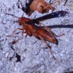 Polistes