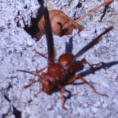 Polistes