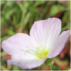 Oenothera speciosa