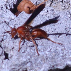 Polistes