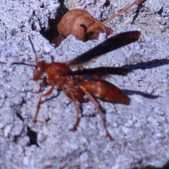 Polistes