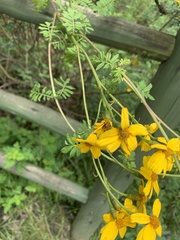Tagetes zypaquirensis