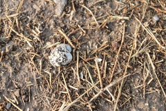 Charadrius vociferus