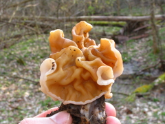 Gyromitra korfii