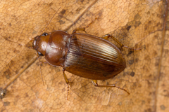 Amara fulva