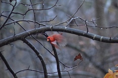 Cardinalis cardinalis